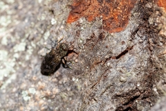 Chrysobothris femorata