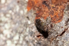 Chrysobothris femorata