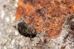 Chrysobothris femorata