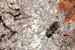 Chrysobothris femorata