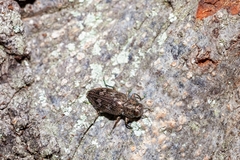 Chrysobothris femorata