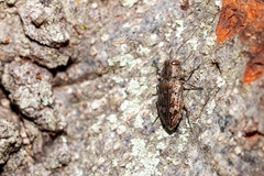Chrysobothris femorata