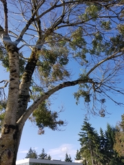 Fraxinus angustifolia oxycarpa