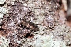 Chrysobothris femorata