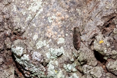 Chrysobothris femorata