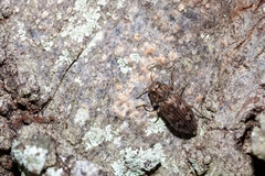 Chrysobothris femorata