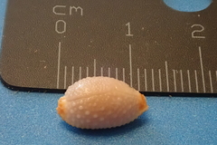 Staphylaea staphylaea