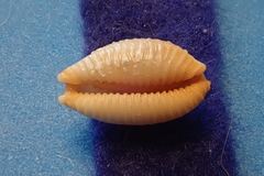 Staphylaea staphylaea