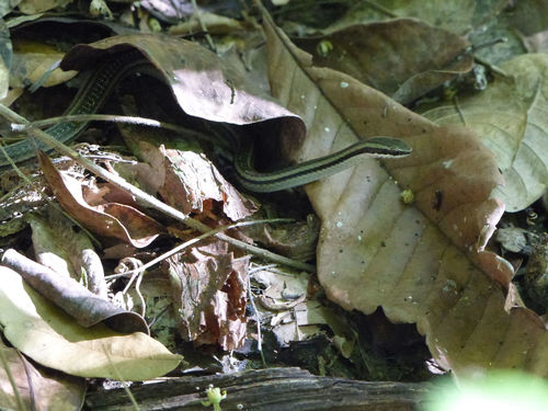 Photo of a Cope's Antilles Snake (Hypsirhynchus parvifrons)