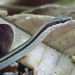 Hypsirhynchus parvifrons - Photo (c) John Garrett,  זכויות יוצרים חלקיות (CC BY-NC), הועלה על ידי John Garrett