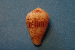 Conus retifer