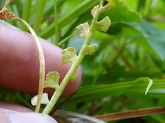 Botrychium crenulatum