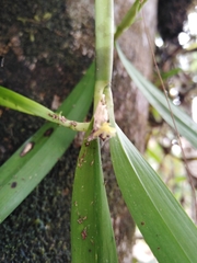 Scaphyglottis minutiflora