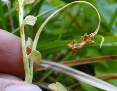 Botrychium crenulatum