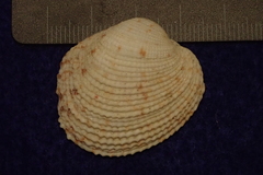 Periglypta reticulata