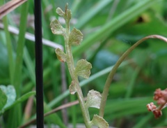 Botrychium crenulatum
