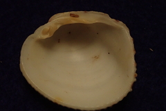 Periglypta reticulata