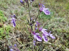 Teucrium orientale