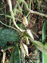 Campylocentrum micranthum