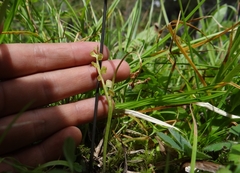 Botrychium crenulatum