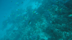 Mirolabrichthys evansi