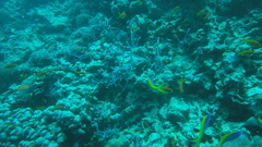 Mirolabrichthys evansi