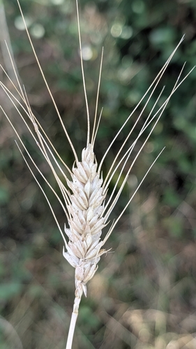 Rivet Wheat (Triticum turgidum)