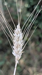 (c) Joan Simon, some rights reserved (CC BY) Triticum turgidum, photograph (c) Joan Simon, some rights reserved (CC BY)