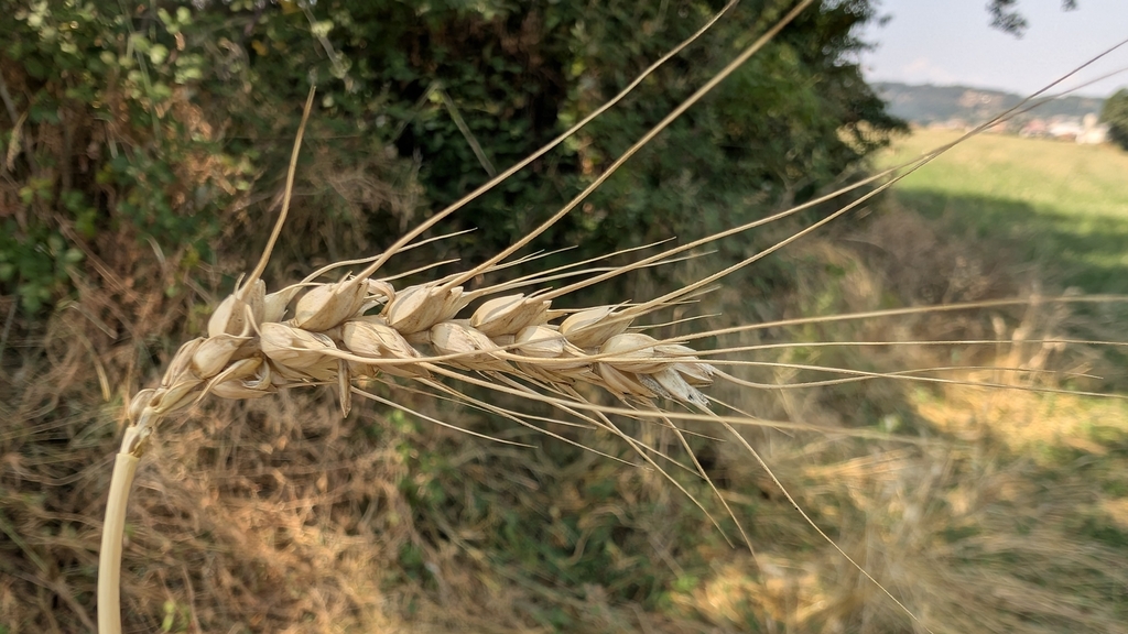 Triticum turgidum; photograph (c) Joan Simon, some rights reserved (CC BY)
