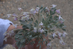 Astragalus calycosus calycosus