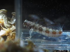 Fringelip Blenny photo 2
