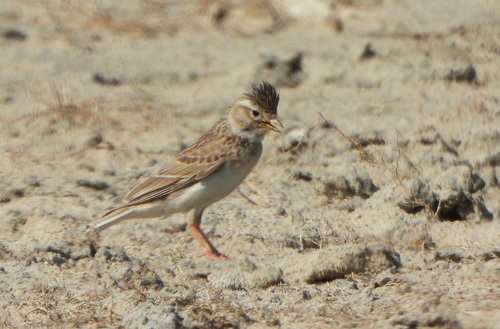 Asian Short-toed Lark (Alaudala cheleensis), photo 4