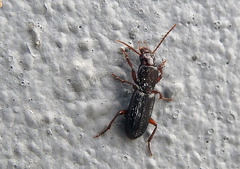 Stenomorphus