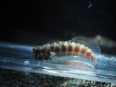 Fringelip Blenny photo 3