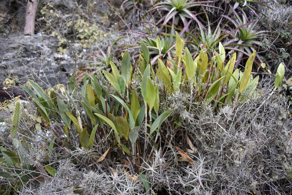Orchidaceae