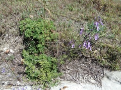 Teucrium orientale