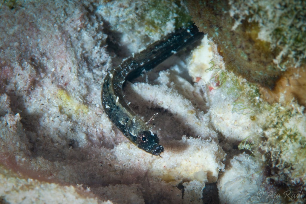 Tail-brooding Pipefishes from Bonaire, Caribisch Nederland on July 2 ...