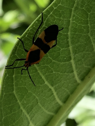 Large Milkweed Bug photographed in Colorado