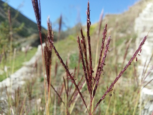 Bothriochloa ischaemum