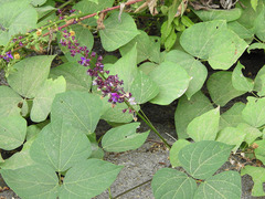 Oxyrhynchus populneus