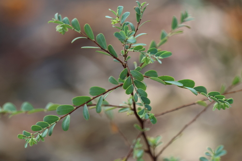 Phyllanthus carpentariae observed 2025-07-05