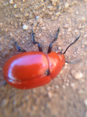 Leptinotarsa rubiginosa