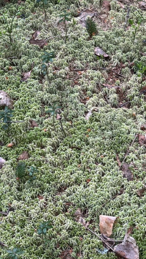Sphagnum