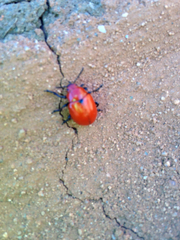 Leptinotarsa rubiginosa