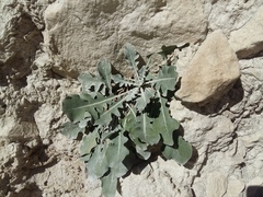 Jurinea ruprechtii