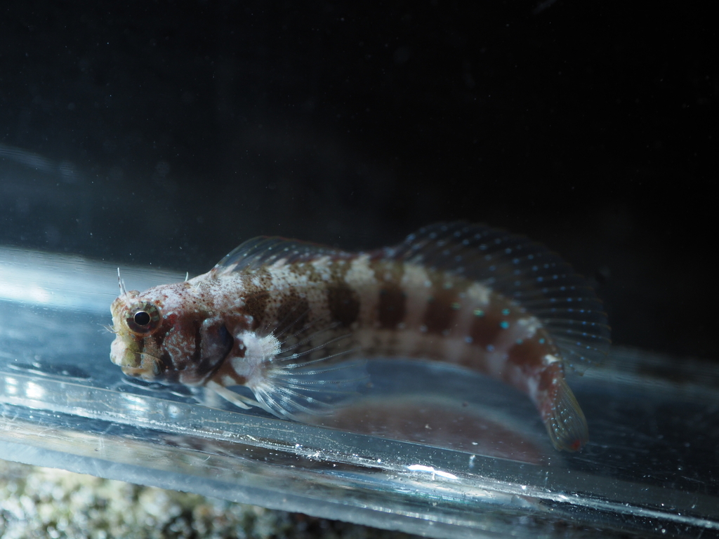 Fringelip Blenny
