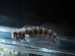 Fringelip Blenny photo 1