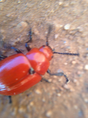 Leptinotarsa rubiginosa