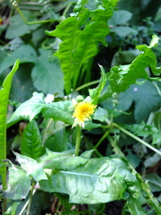 Sonchus oleraceus