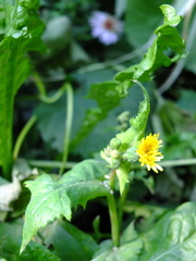Sonchus oleraceus